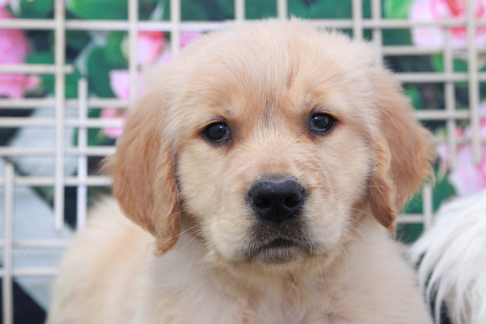 Hercules - Cutest Male Golden Retreiver Puppy - Image 3