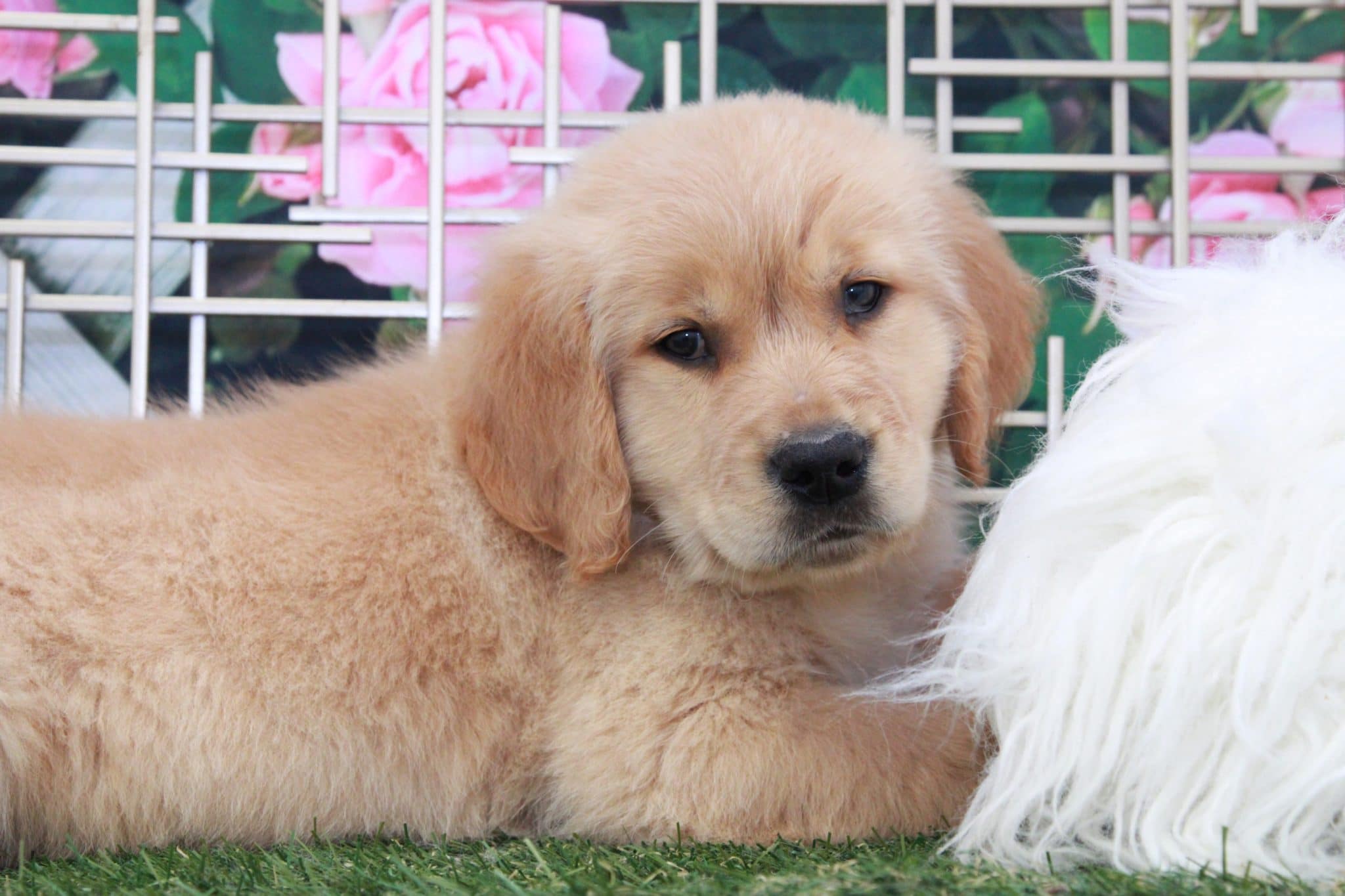 Hercules - Cutest Male Golden Retreiver Puppy - Image 4