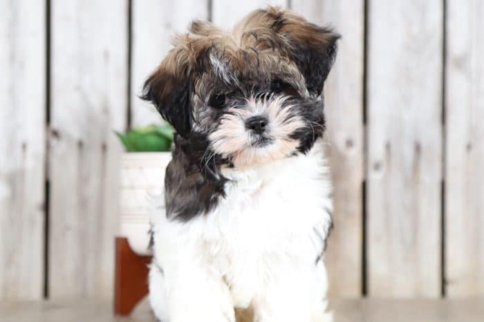 Hershal - Cute Little Malshi