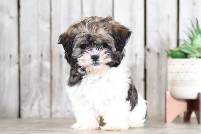 Hershal - Cute Little Malshi - Image 3