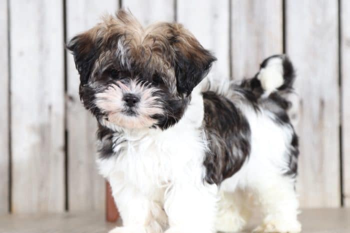 Hershal - Cute Little Malshi - Image 4