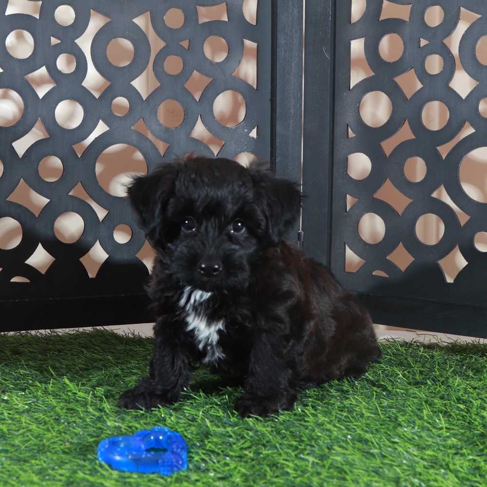 Hershey Kisses-Snuggly Male Yorkie-Poo Puppy - Image 4