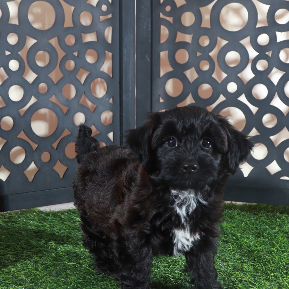 Hershey Kisses-Snuggly Male Yorkie-Poo Puppy - Image 5