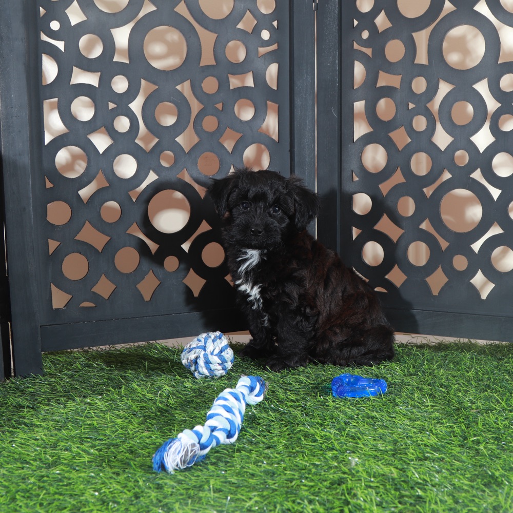 Hershey Kisses-Snuggly Male Yorkie-Poo Puppy - Image 6