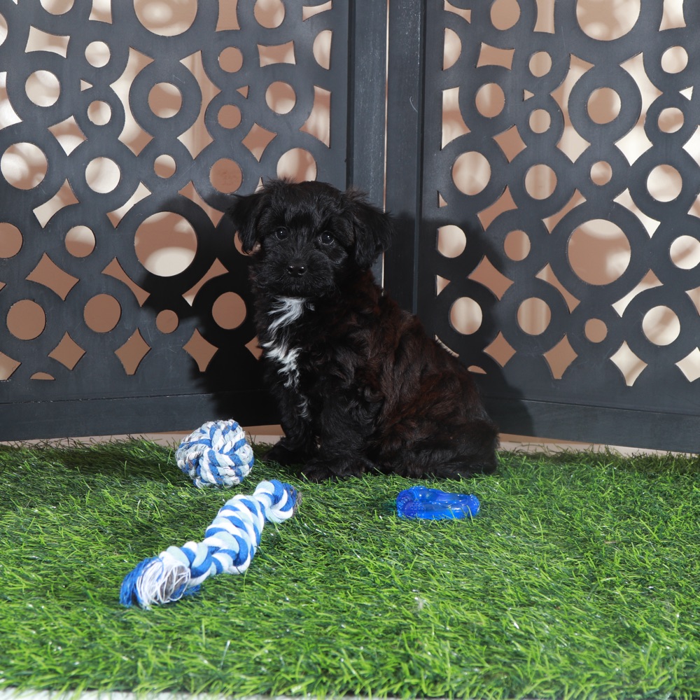 Hershey Kisses-Snuggly Male Yorkie-Poo Puppy - Image 3