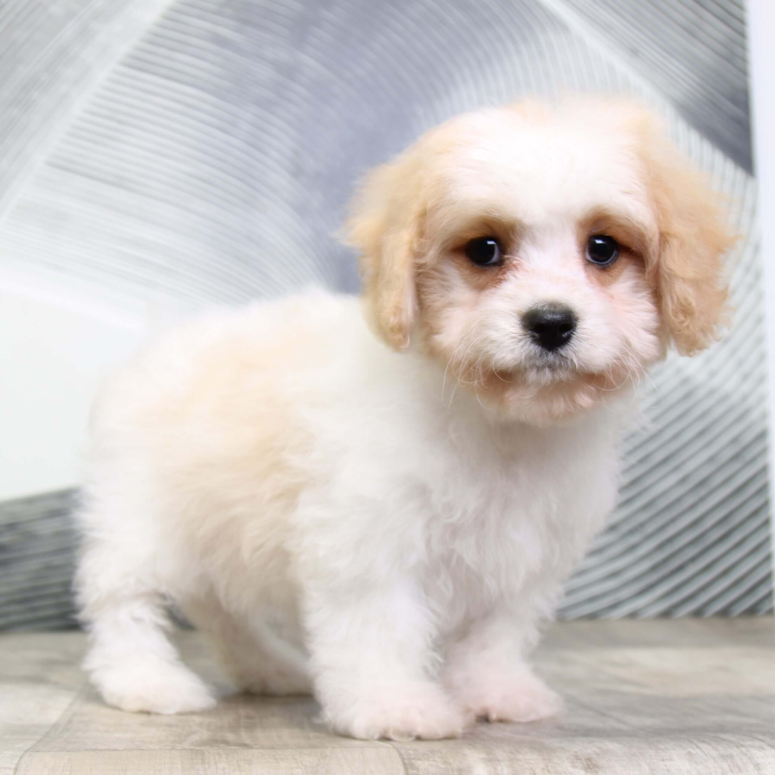 Cavachon eye stains hot sale