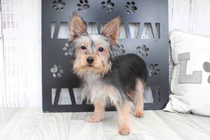 Homer- Spunky ACA Male Yorkie Puppy