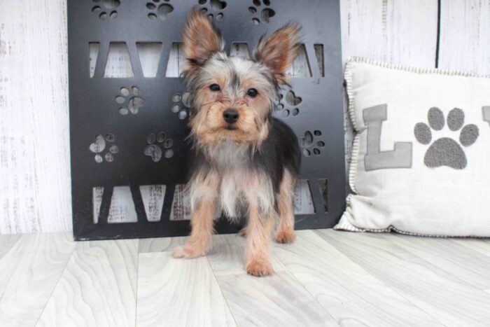 Homer- Spunky ACA Male Yorkie Puppy - Image 2