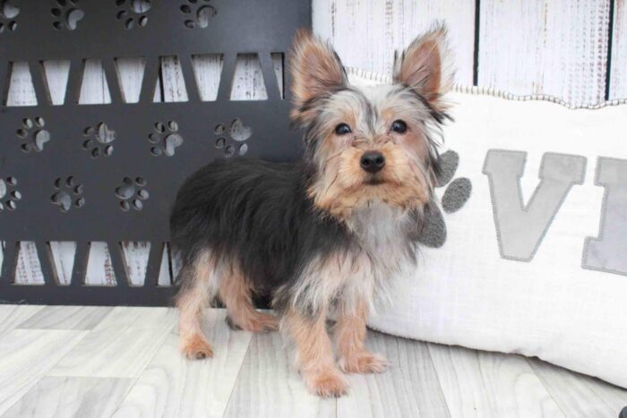 Homer- Spunky ACA Male Yorkie Puppy - Image 3
