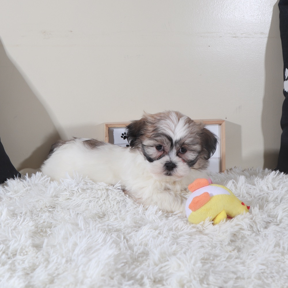 Honey- Sweet Female Teddy Bear Puppy - Image 2