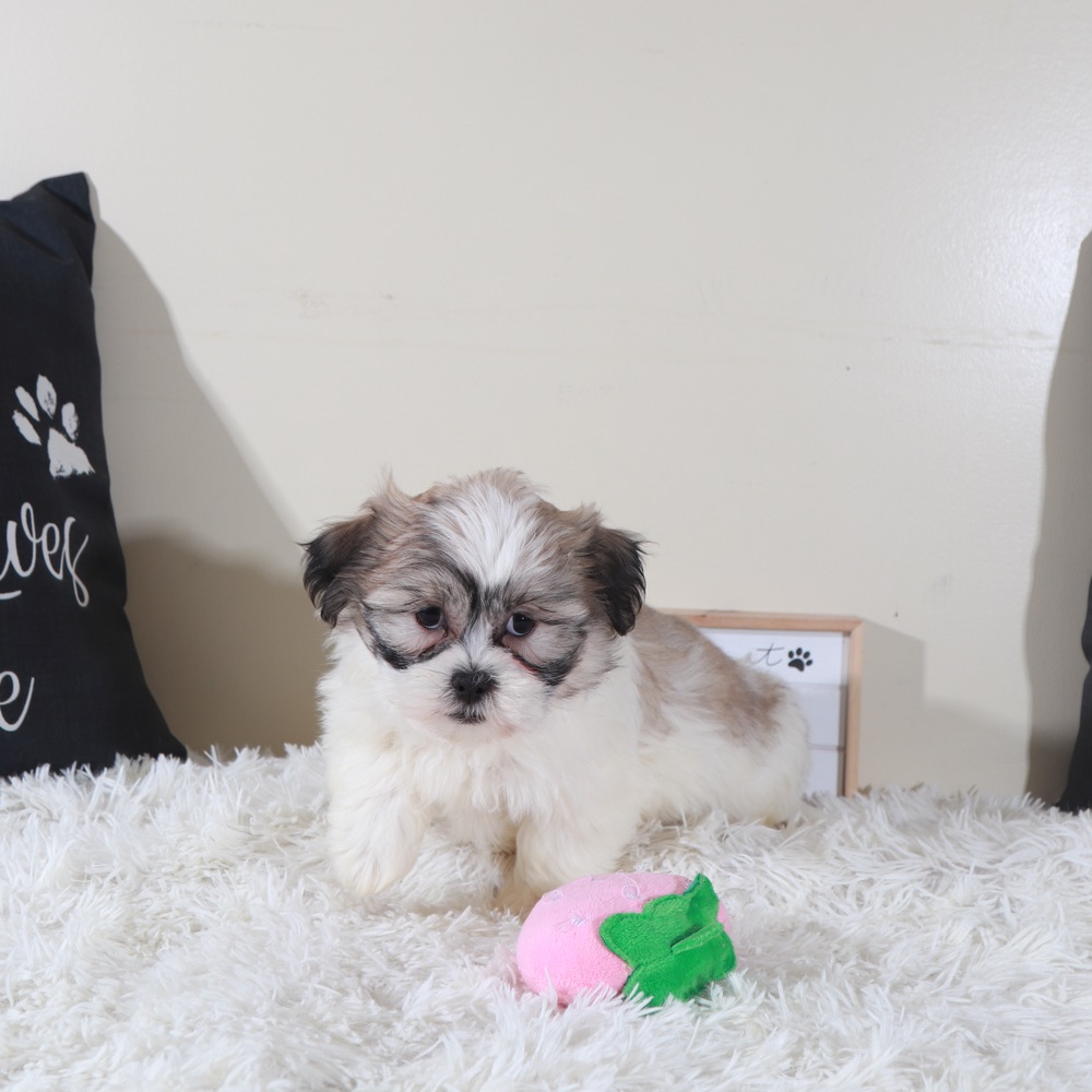 Honey- Sweet Female Teddy Bear Puppy - Image 3