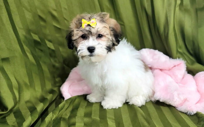 Honey Gorgeous ACA Havanese-Ohio - Image 2