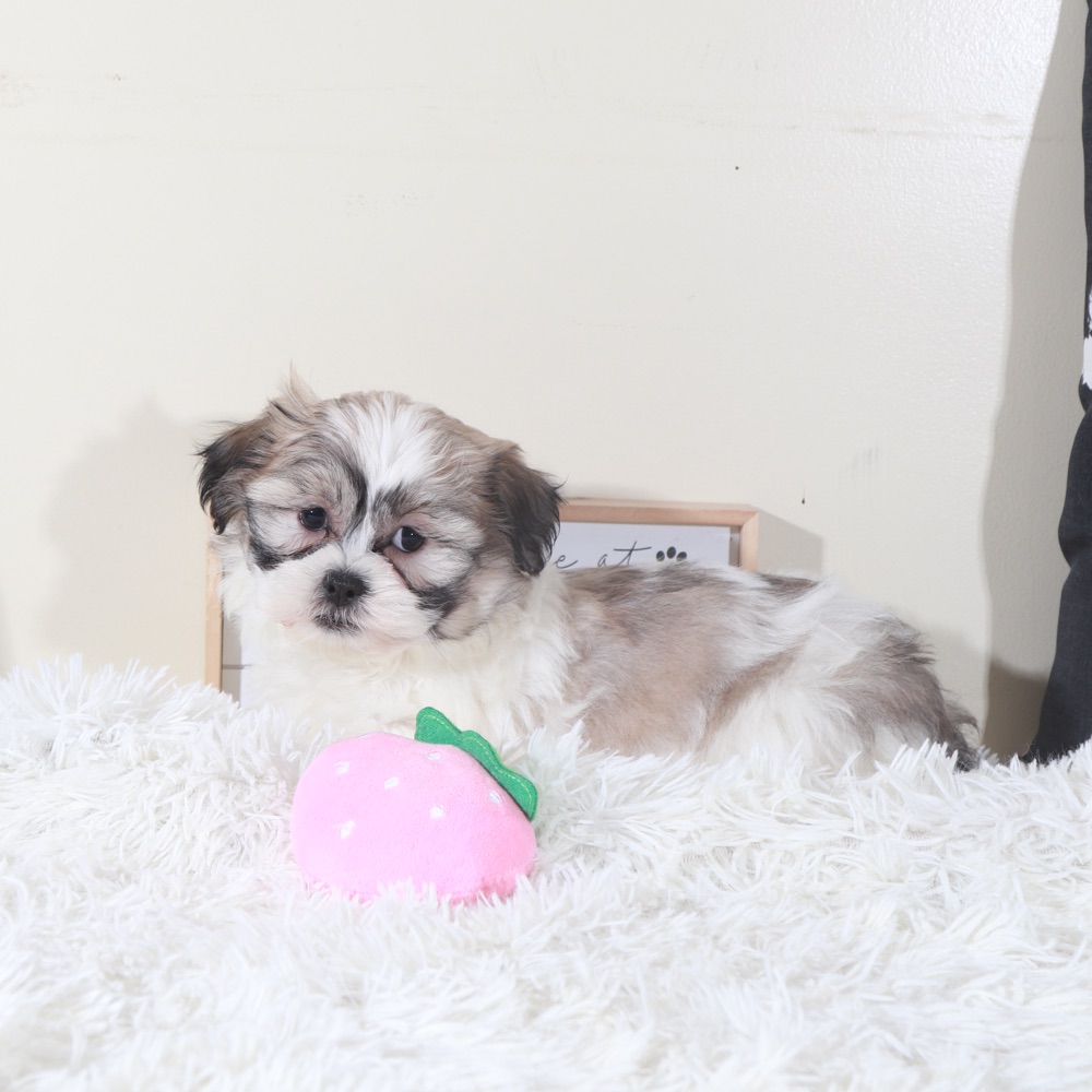 Honey- Sweet Female Teddy Bear Puppy - Image 4
