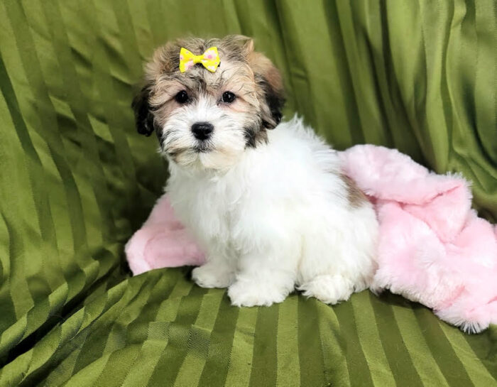 Honey Gorgeous ACA Havanese-Ohio - Image 3