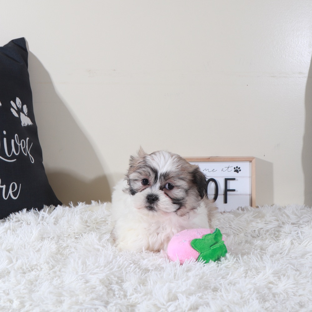 Honey- Sweet Female Teddy Bear Puppy - Image 5