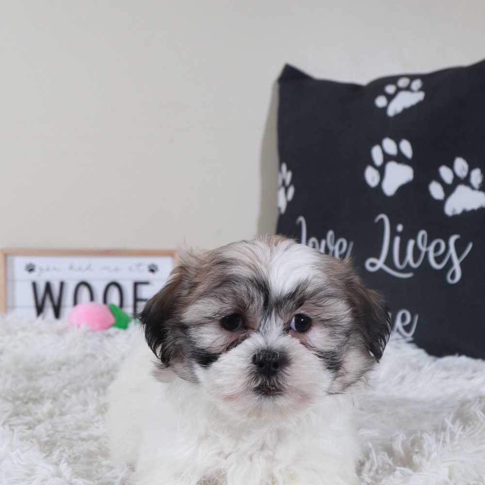 Honey- Sweet Female Teddy Bear Puppy - Image 6
