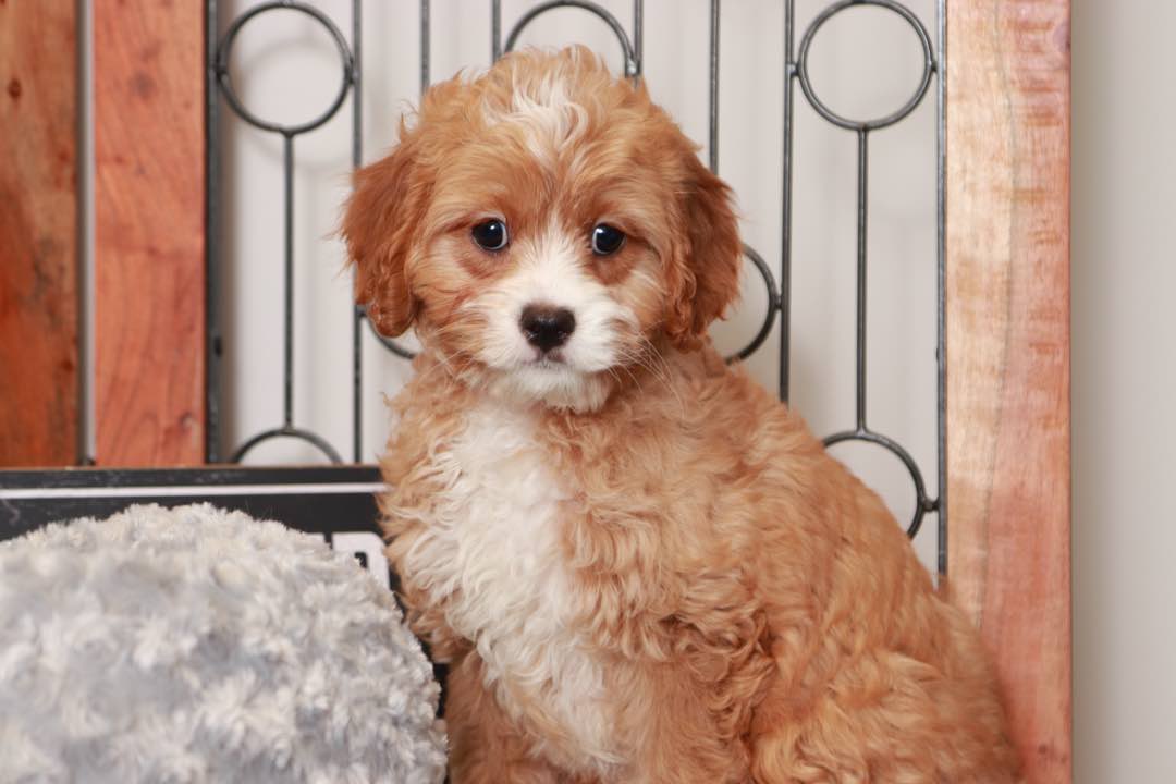 Honey- Loving Little Red Female Cavapoo Puppy - Puppies Online