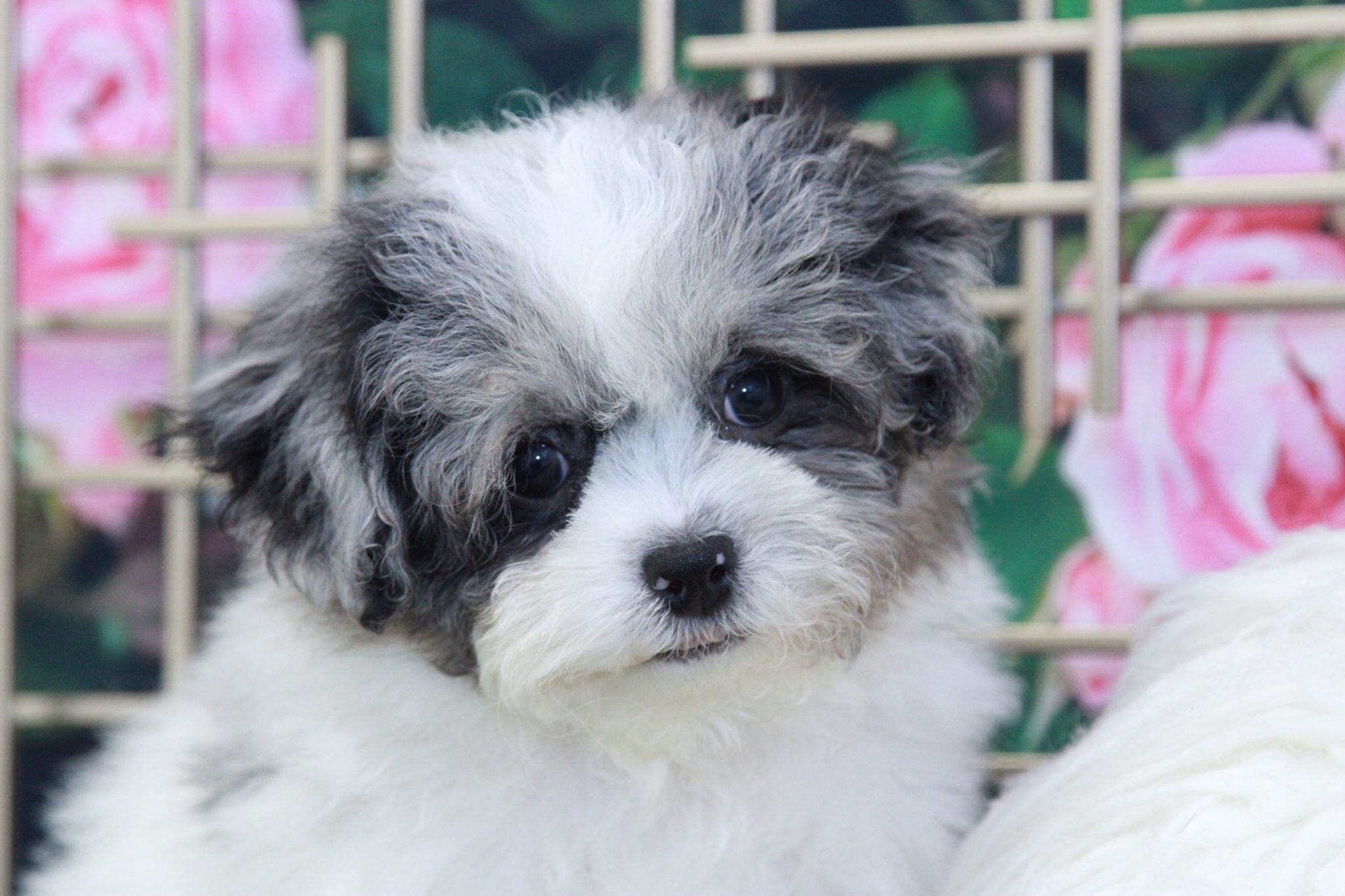 Hopper - Darling Blue Merle Male Shih-Poo Puppy - Image 3