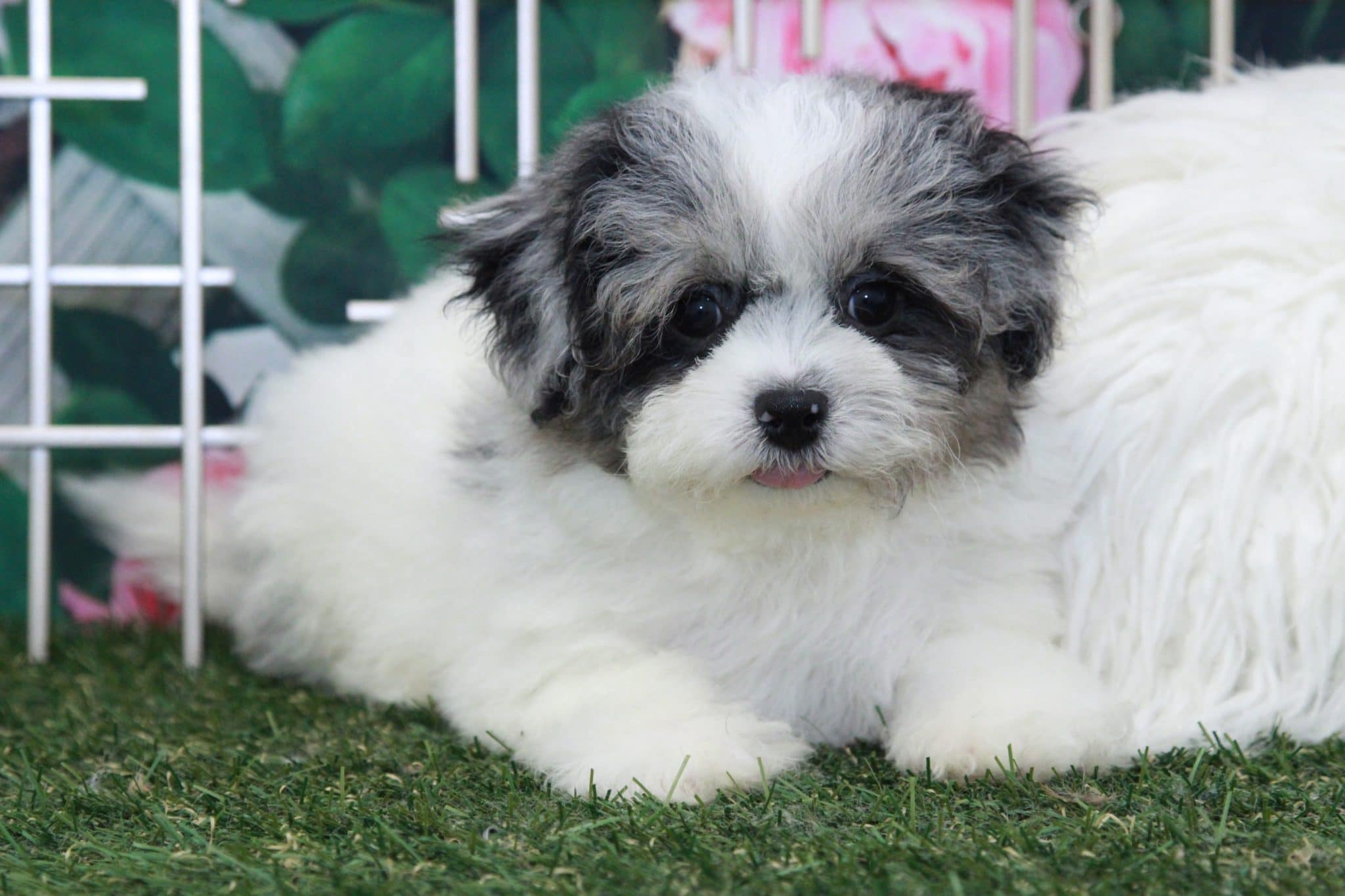 Hopper - Darling Blue Merle Male Shih-Poo Puppy