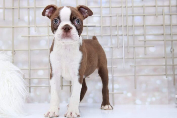 Hudson- Amazing Male Seal and White Boston Terrier Puppy