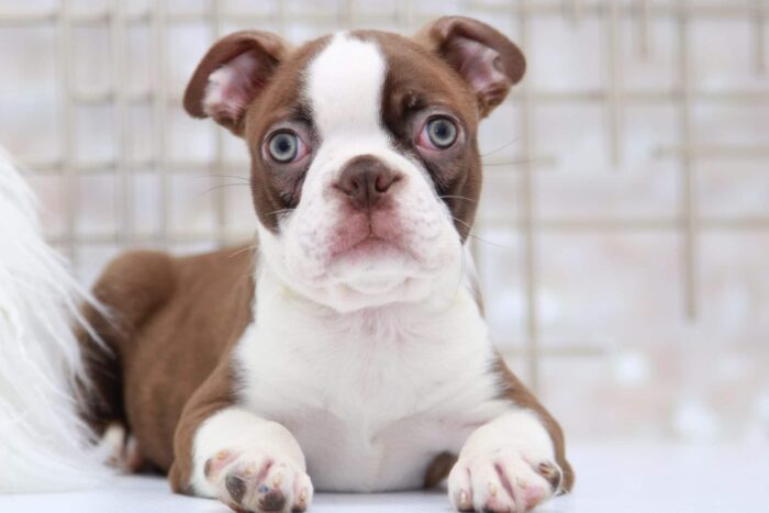 Hudson- Amazing Male Seal and White Boston Terrier Puppy - Image 3