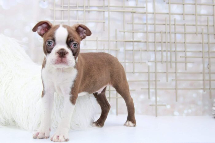 Hudson- Amazing Male Seal and White Boston Terrier Puppy - Image 4