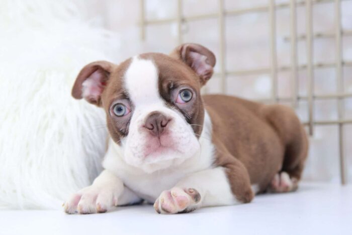 Hudson- Amazing Male Seal and White Boston Terrier Puppy - Image 5