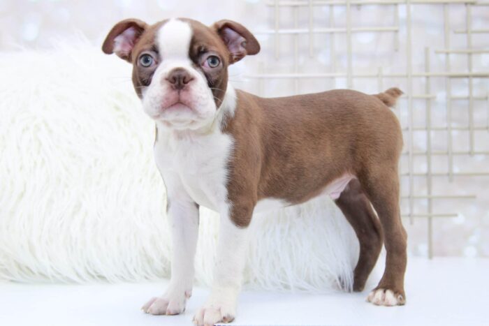 Hudson- Amazing Male Seal and White Boston Terrier Puppy - Image 6
