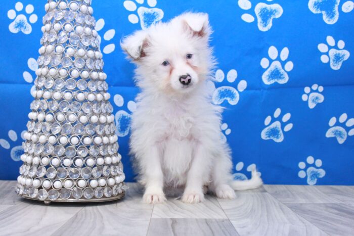 Firefly - Wonderful Female Mini Aussie-Poo Puppy - Image 3