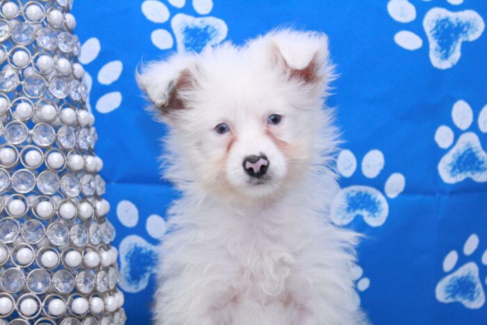 Firefly - Wonderful Female Mini Aussie-Poo Puppy - Image 2