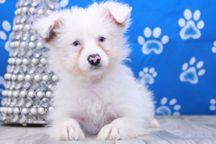 Firefly - Wonderful Female Mini Aussie-Poo Puppy