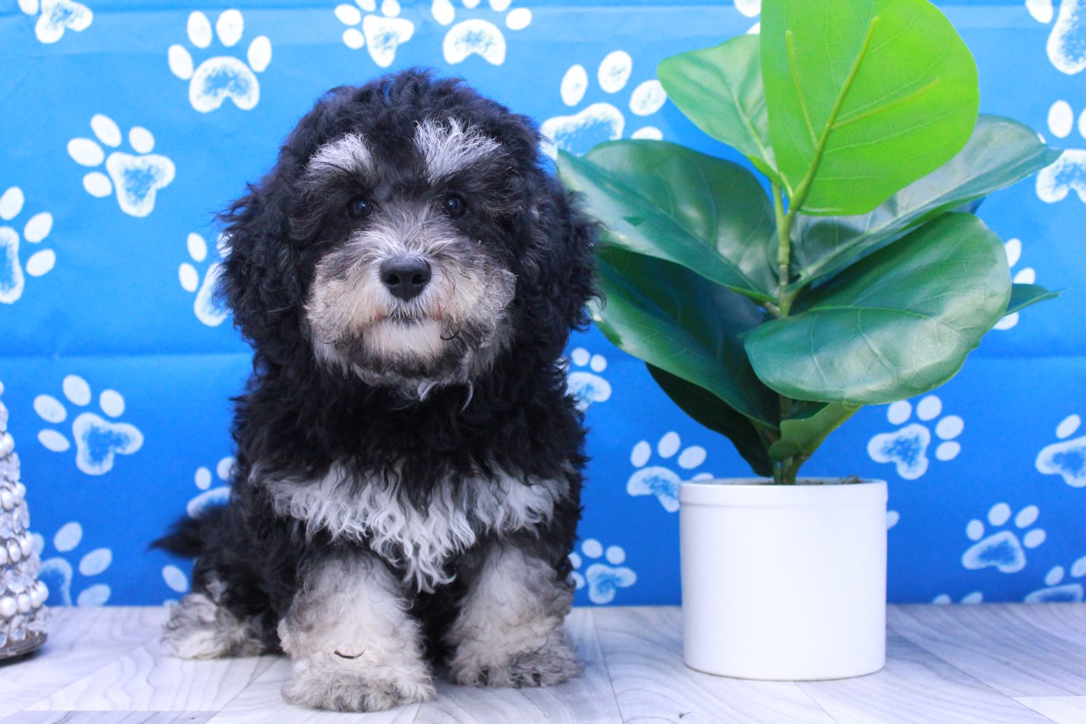 Twilight - Sweet Tricolor Female Mini Bernadoodle Puppy