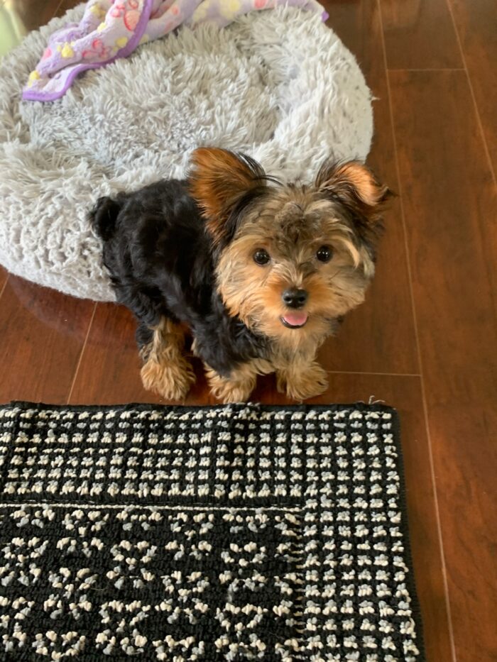 Josie - Gorgeous Teacup Female Yorkie - Image 5