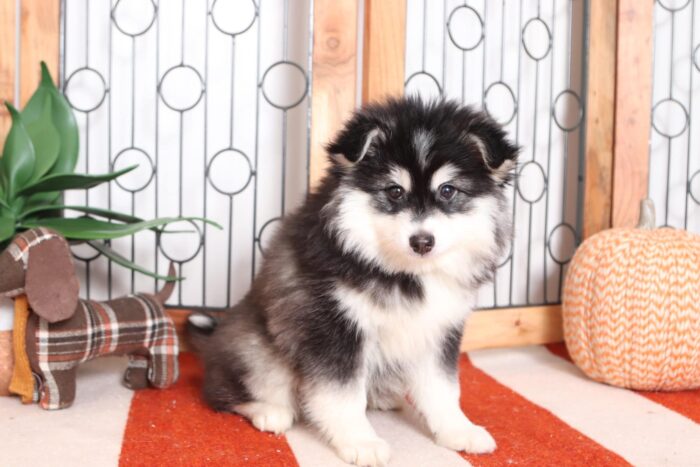 Simon - Cuddly Little Male Pomsky Puppy
