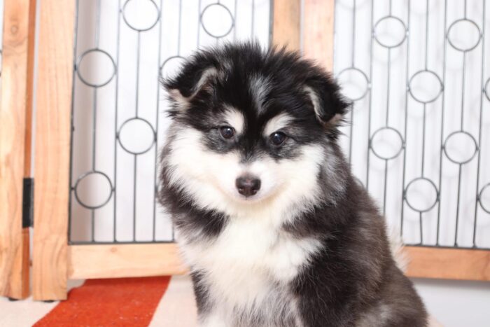 Simon - Cuddly Little Male Pomsky Puppy - Image 3