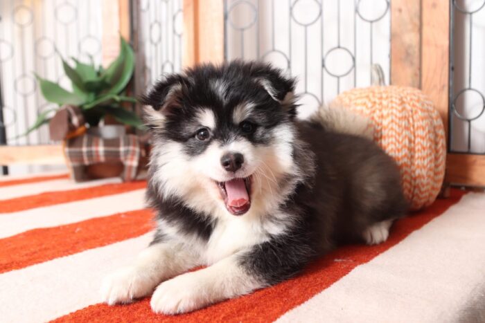 Simon - Cuddly Little Male Pomsky Puppy - Image 2