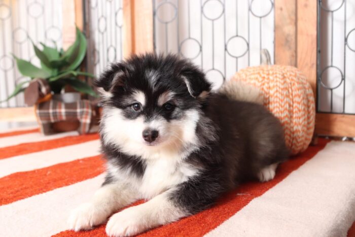 Simon - Cuddly Little Male Pomsky Puppy - Image 4