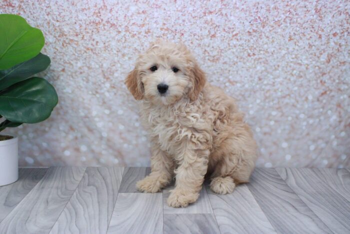 Aurora - Calm Female Mini Aussie-Poo Puppy