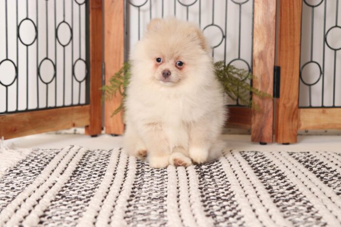 Ian - Handsome Little Male AKC Pomeranian Puppy