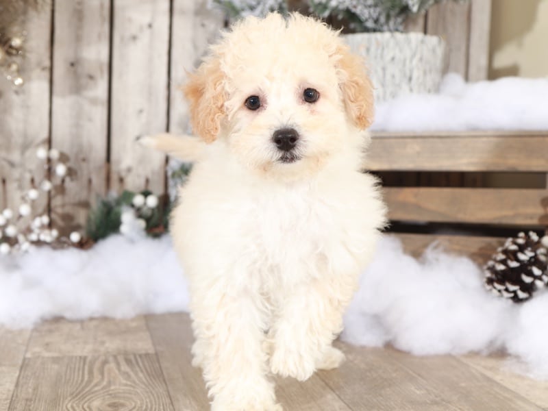 Indiana - Loving Poochon - Image 4