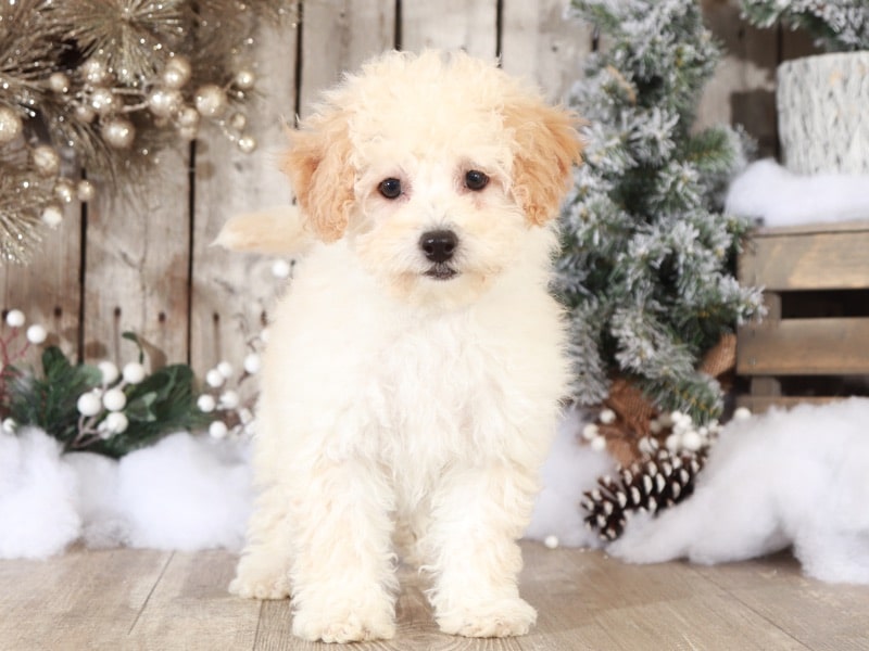Indiana - Loving Poochon - Image 3
