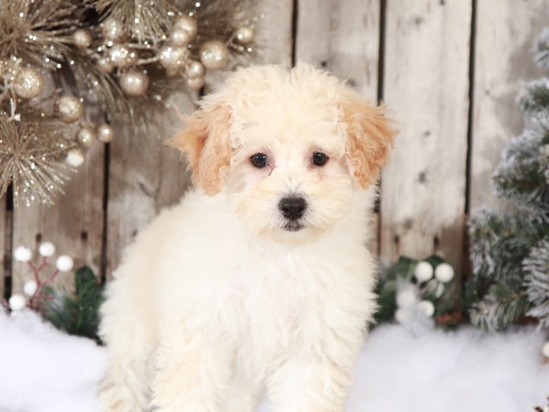 Indiana - Loving Poochon - Image 2