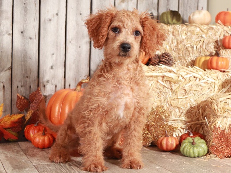 Indy - Delightful, Female, ShihPoo - Image 4