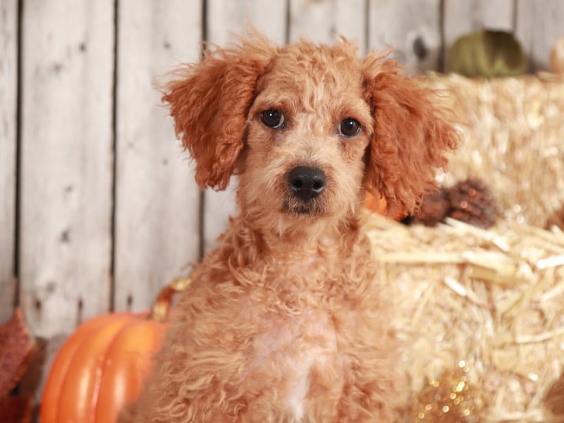 Indy - Delightful, Female, ShihPoo - Image 3