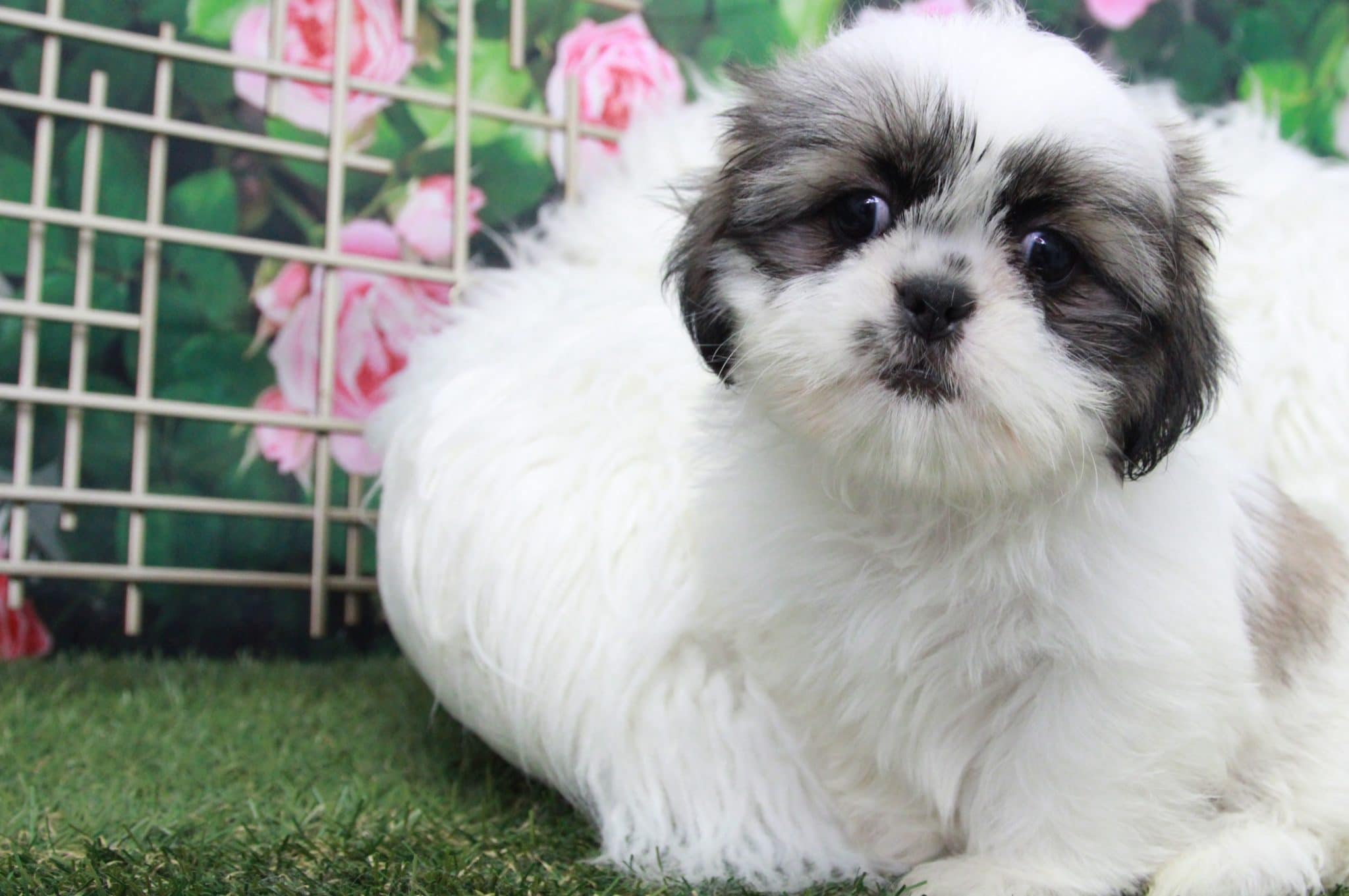Star - Attractive Little Female Shih-Tzu Puppy