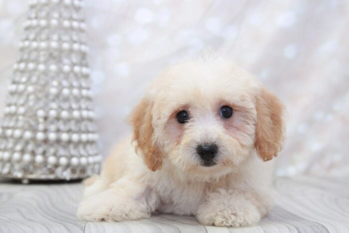 Ingrid- Loyal Female Poochon Puppy