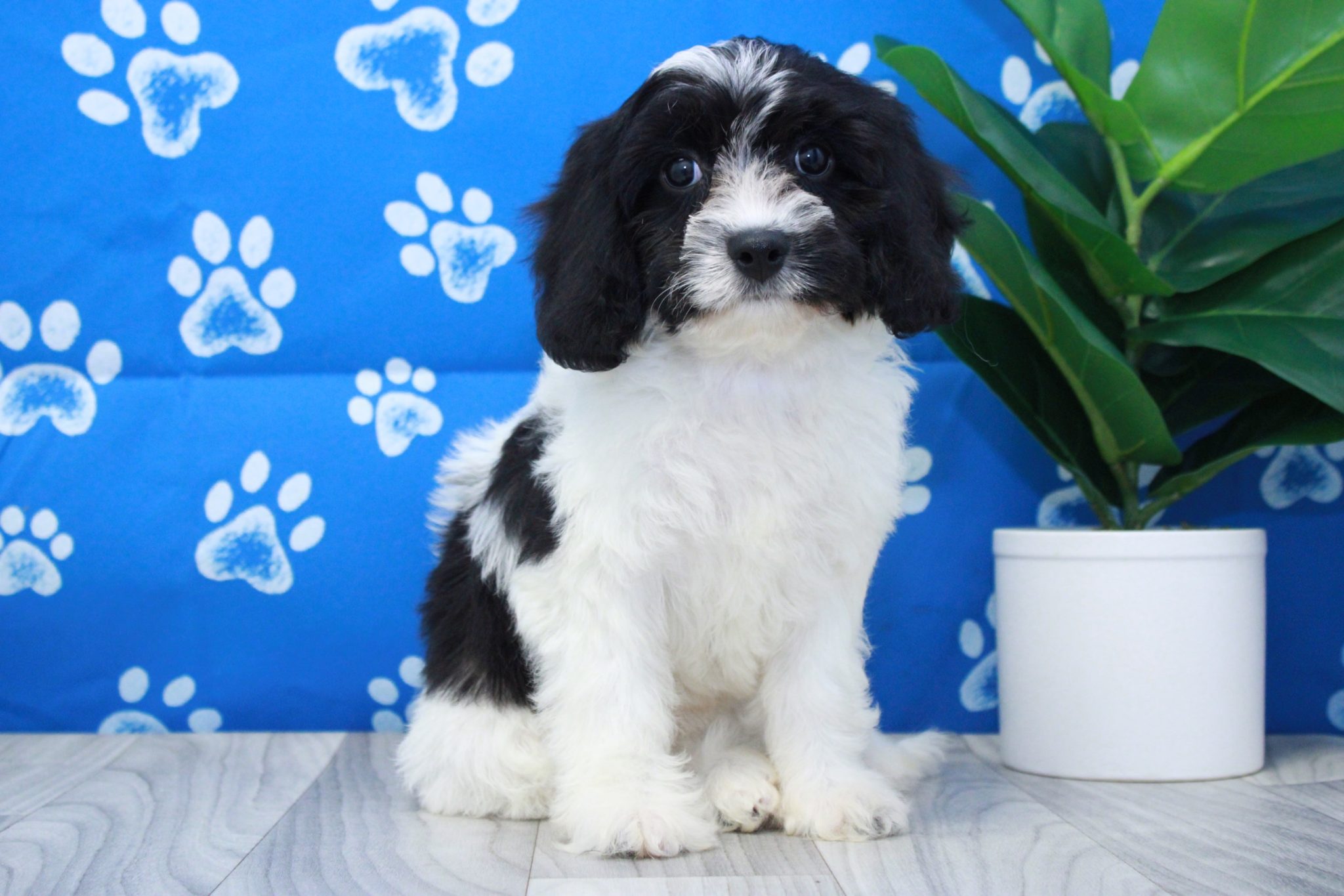 Iris - Fluffy Female Cavachon Puppy