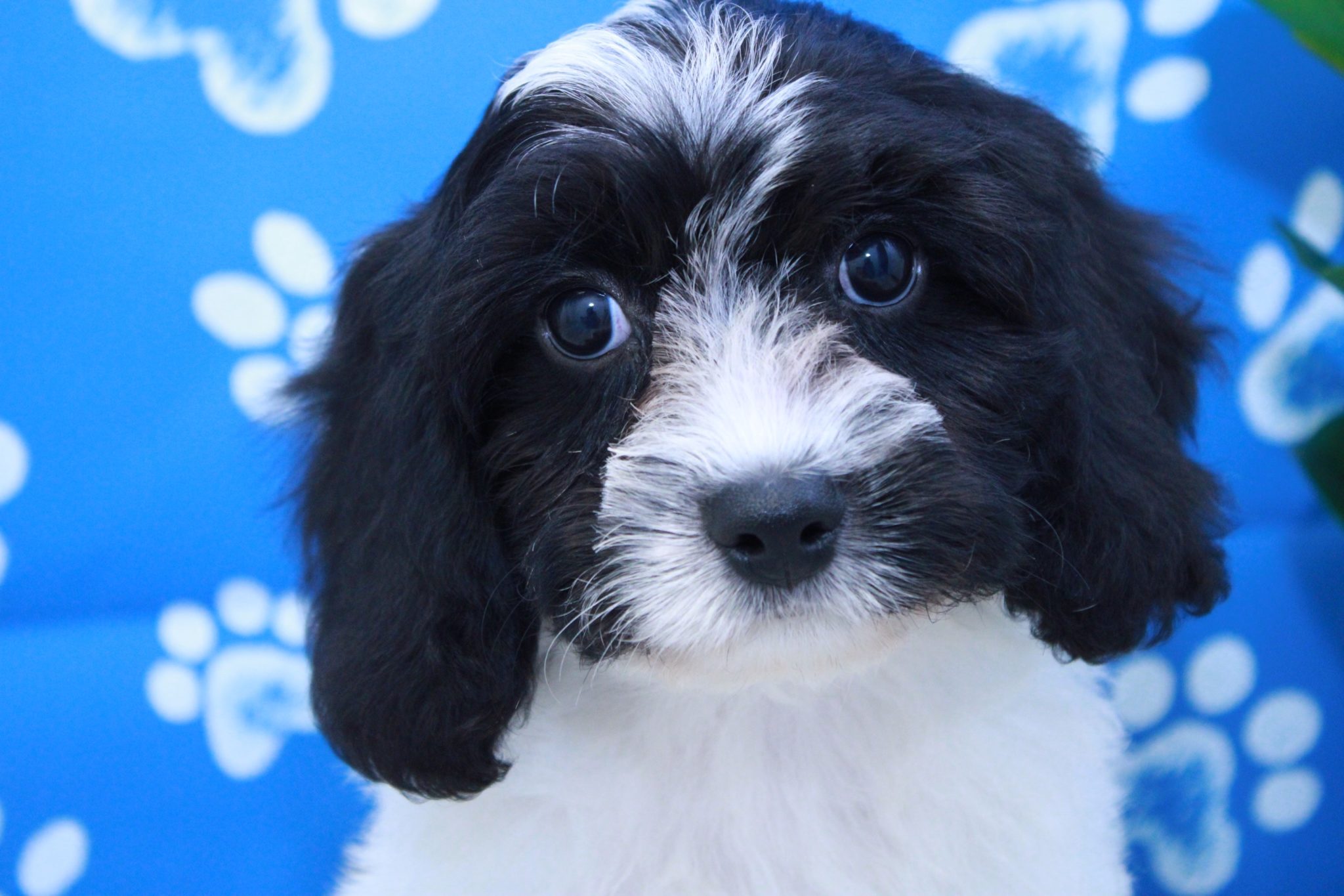 Iris - Fluffy Female Cavachon Puppy - Image 2