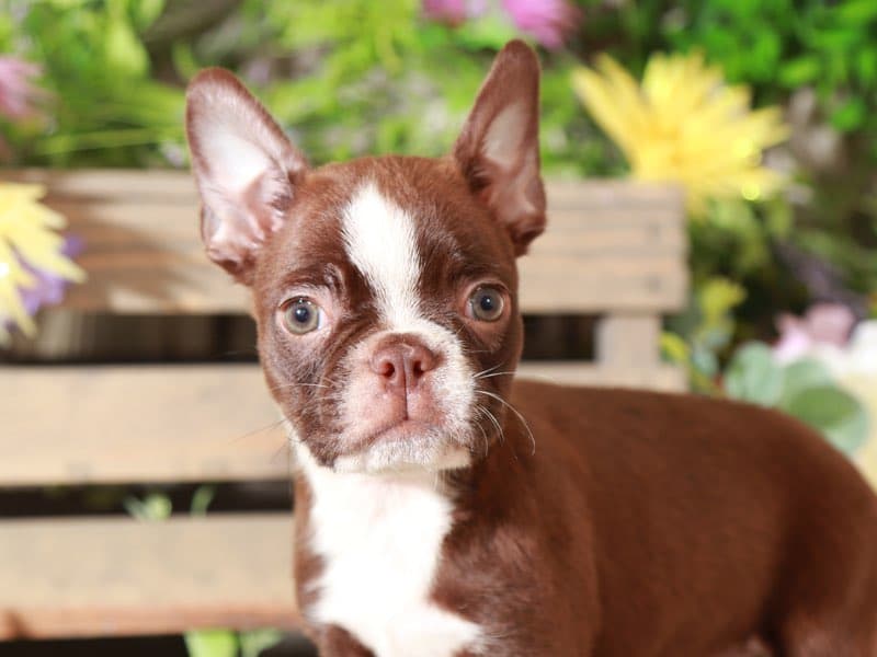 Hector Chocolate, AKC, Boston Terrier Puppies Online