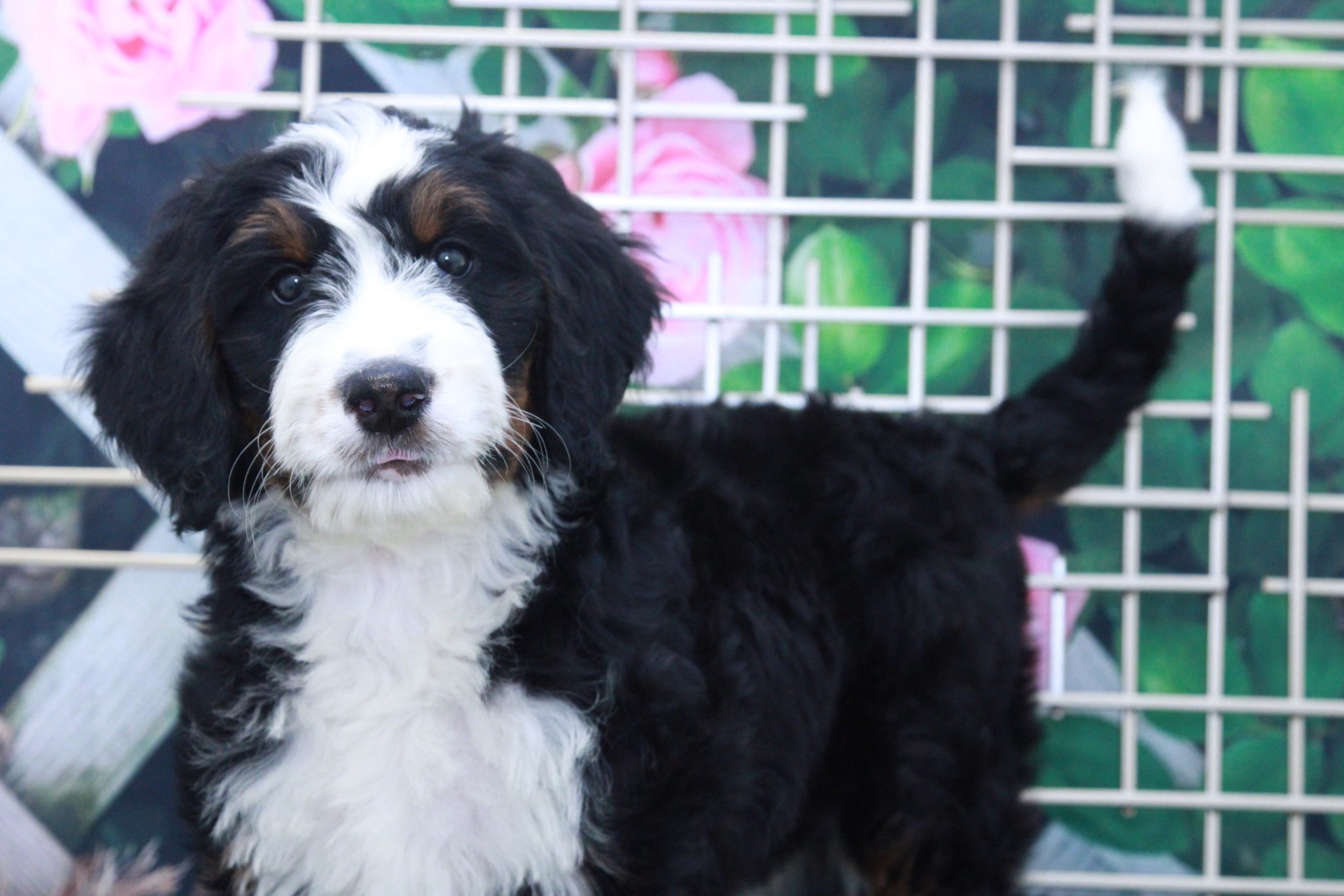 Iris- Very Smart Female Bernedoodle Puppy